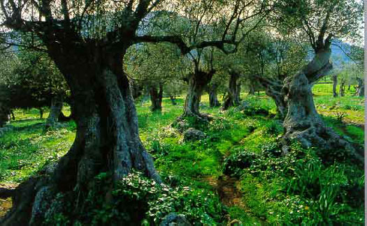 Natur_alteOlivenbaeume